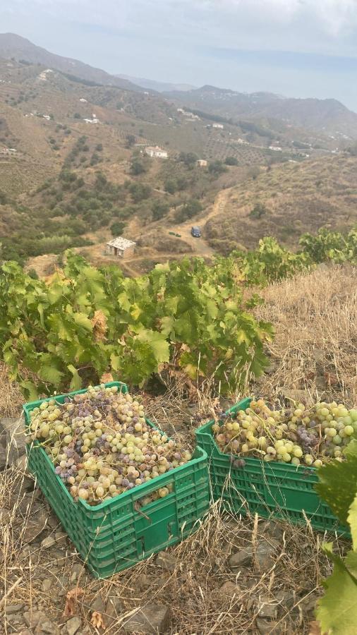 דירות Almáchar Apartamento “El Vicho” En La Axarquia מראה חיצוני תמונה